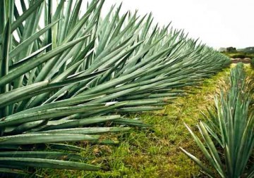 cultivo mezcal